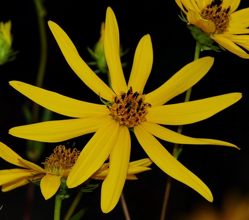 {Helianthus longifolius}